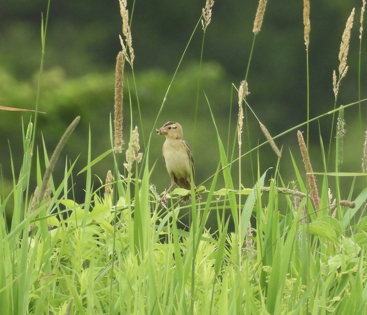 Bobolink - ML638901491