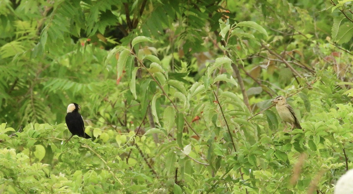 Bobolink - ML638901496