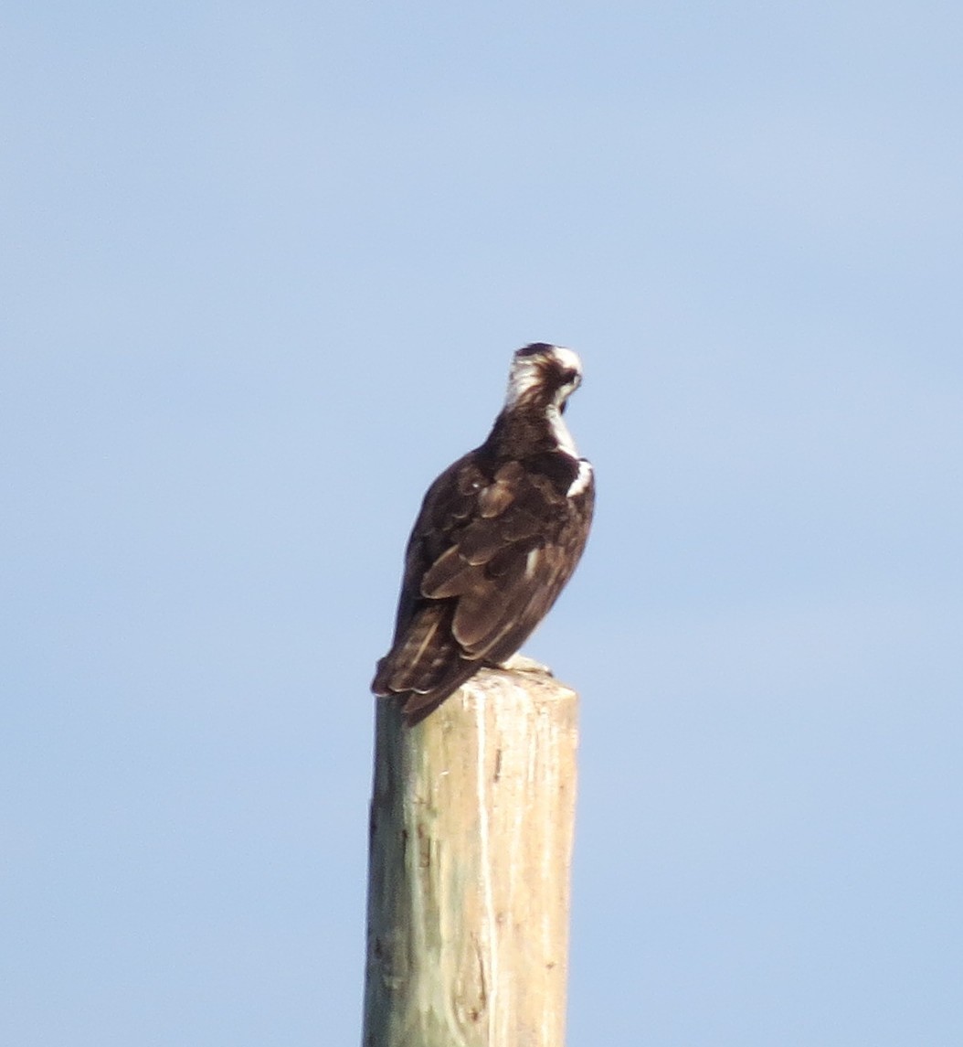 Osprey - ML638901535