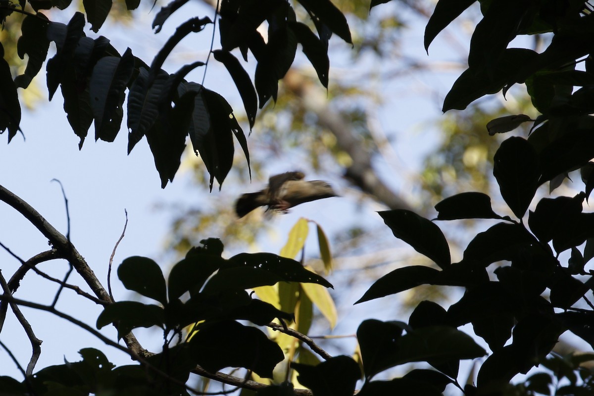 White-browed Shrike-Babbler - ML638901539