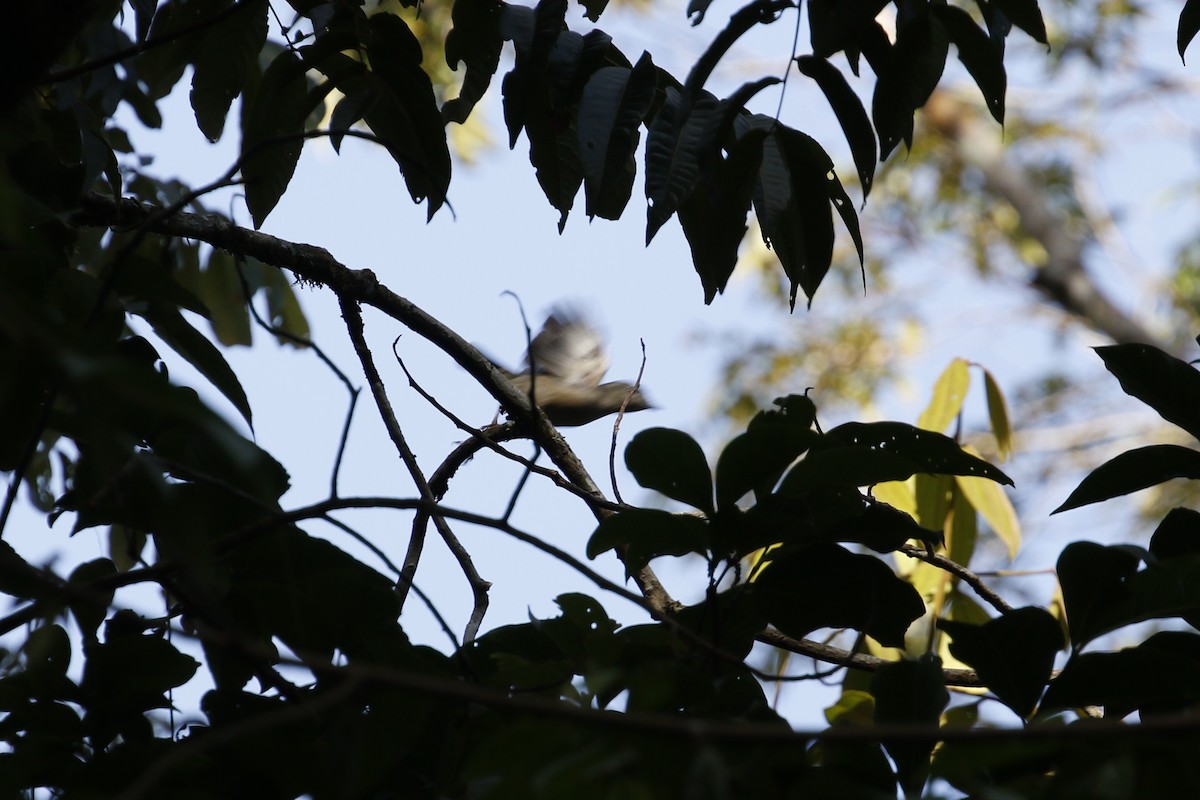 White-browed Shrike-Babbler - ML638901540