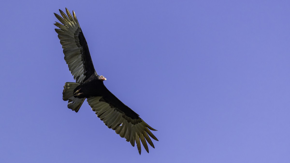 Turkey Vulture (Tropical) - ML638901645