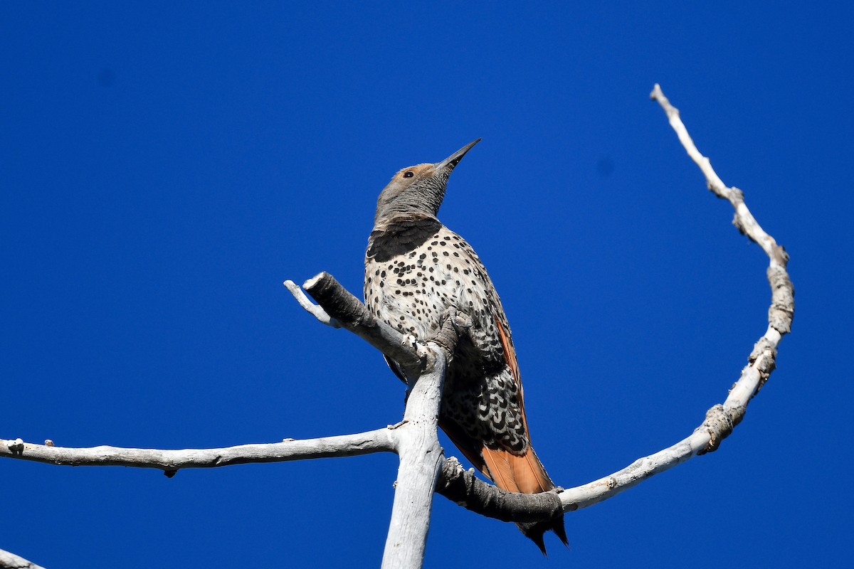 Northern Flicker (Red-shafted) - ML638901669
