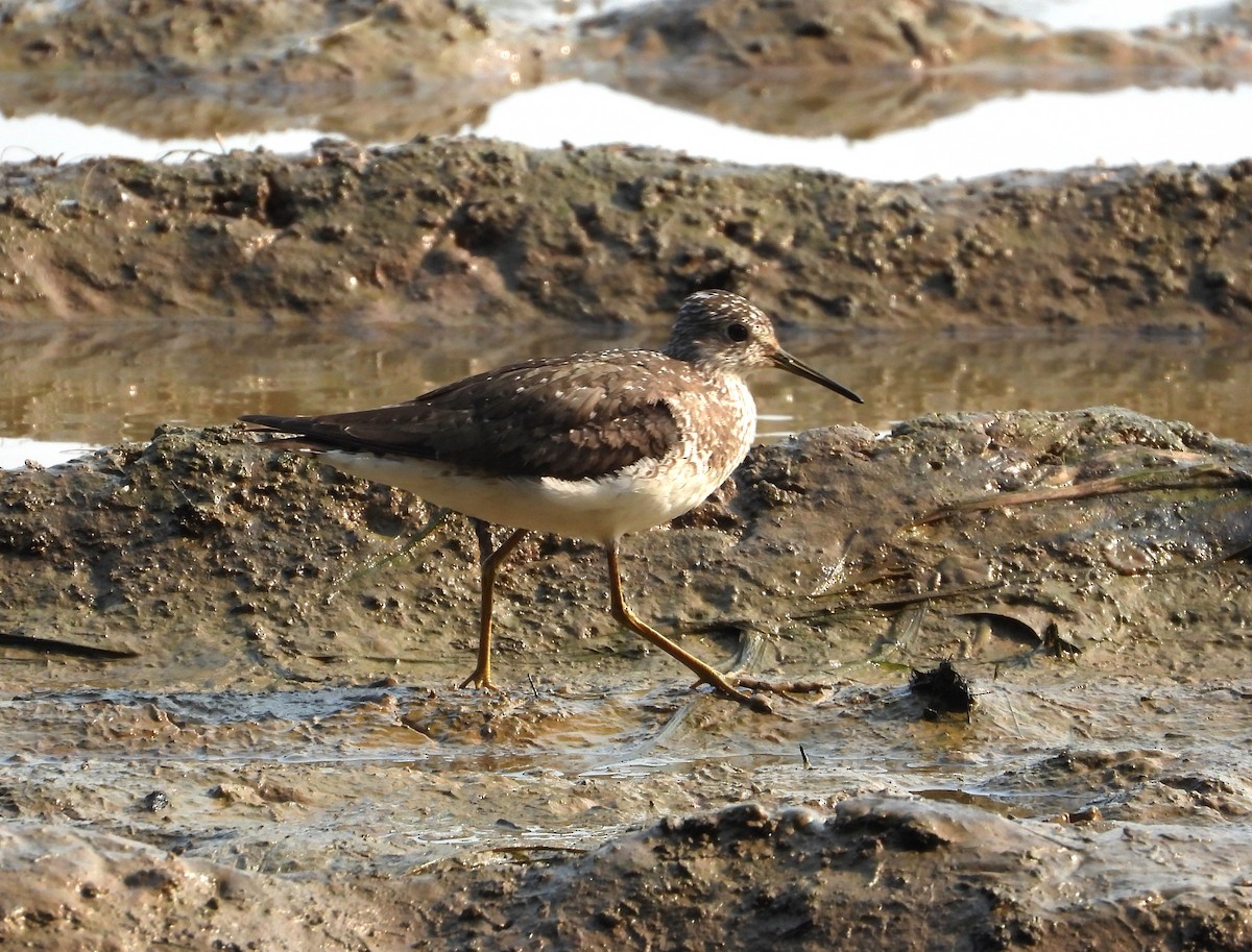 Solitary Sandpiper - ML638901695