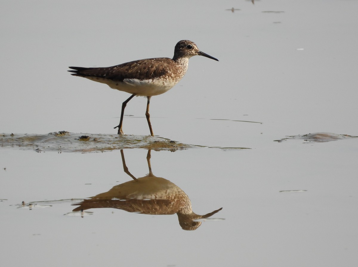 Solitary Sandpiper - ML638901698