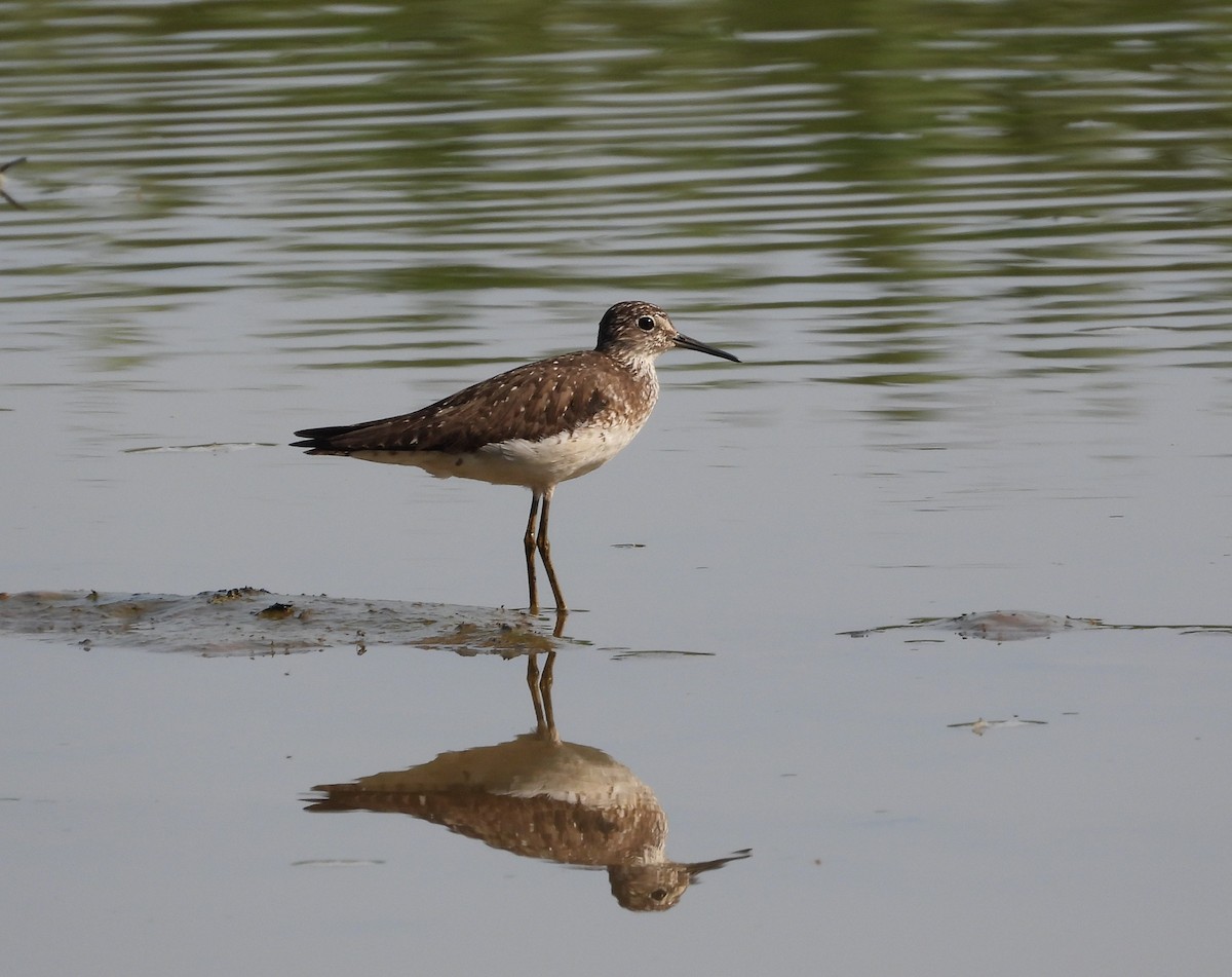 Solitary Sandpiper - ML638901700