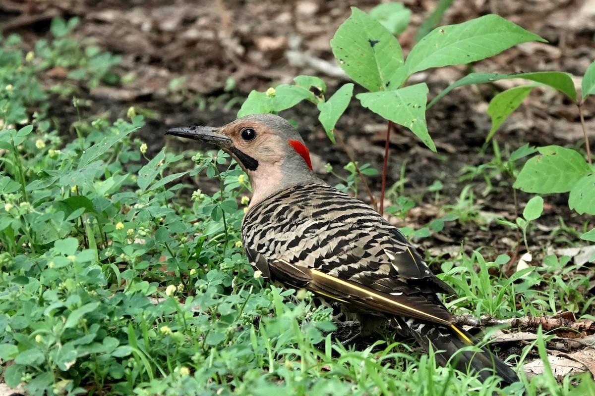 Northern Flicker - ML638901716