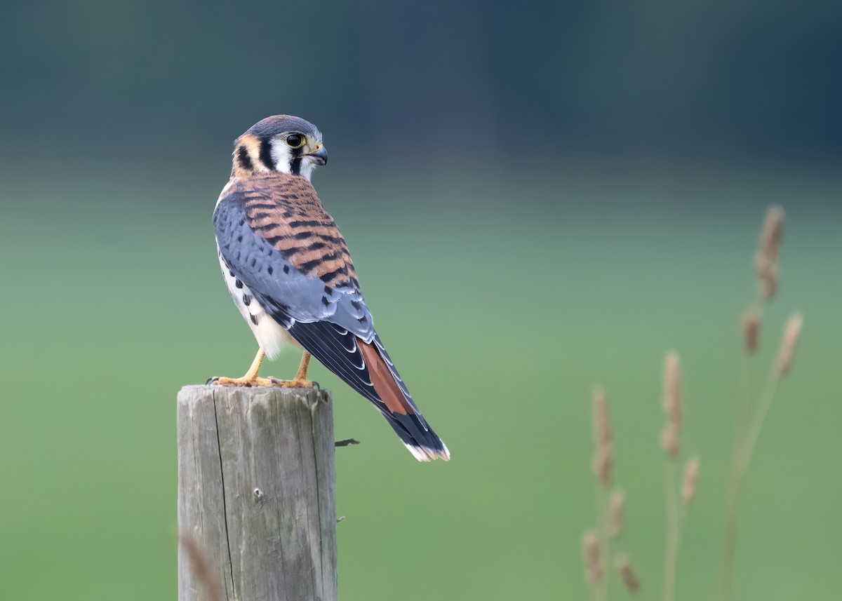 Buntfalke - ML638901729