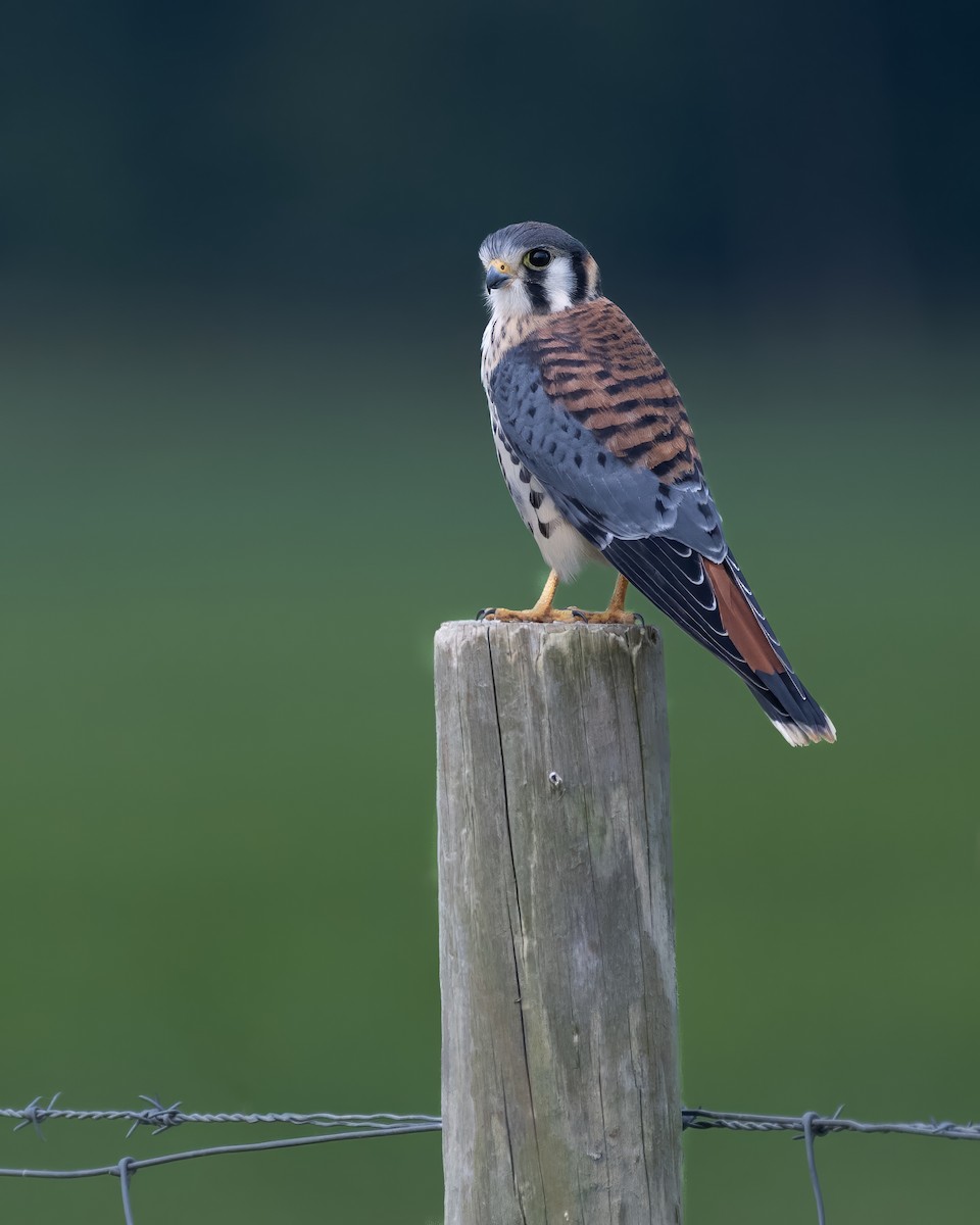 Buntfalke - ML638901740