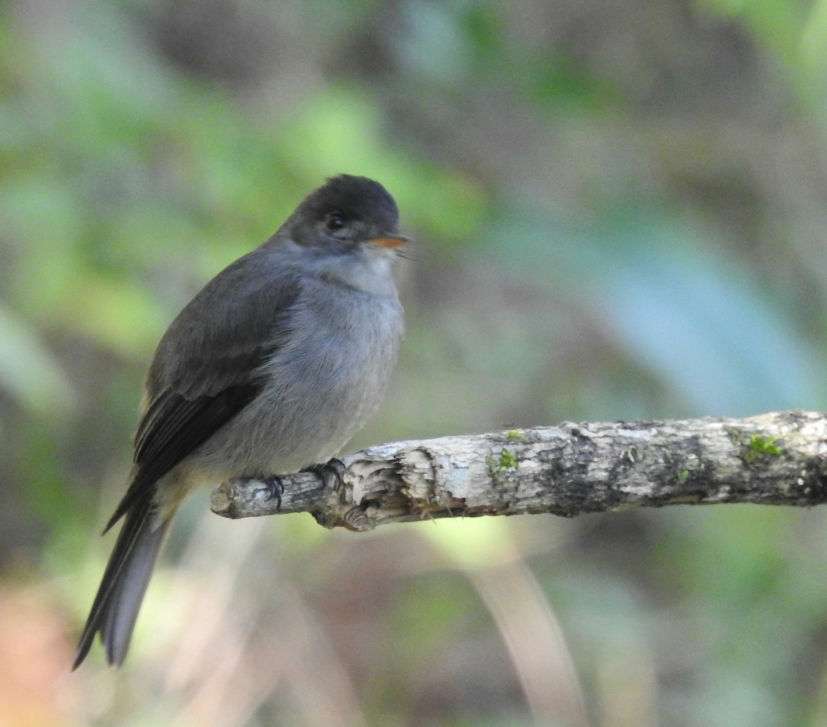 Southern Tropical Pewee - ML638901773