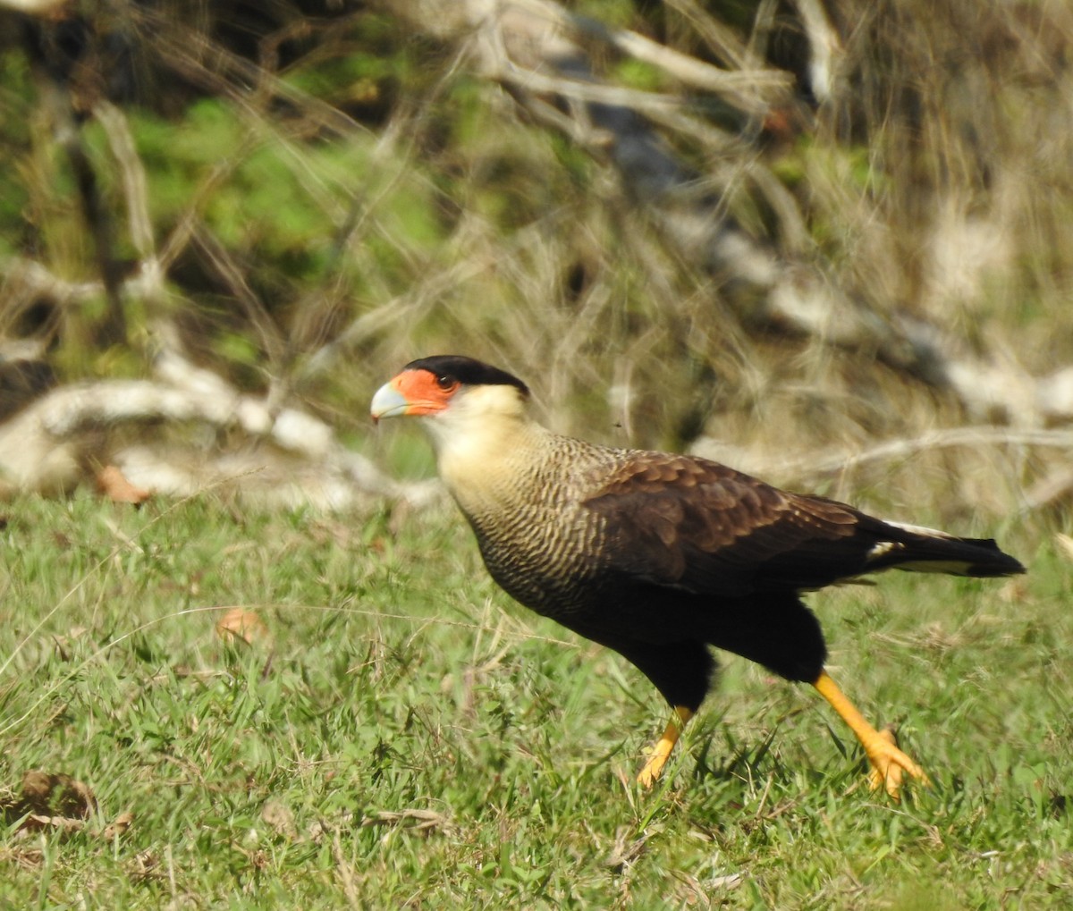Crested Caracara - ML638901776