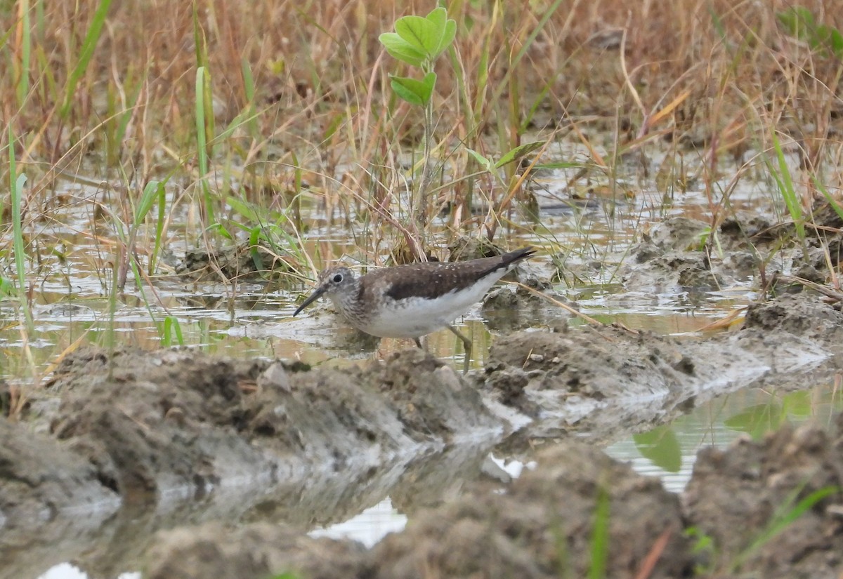 Solitary Sandpiper - ML638901790