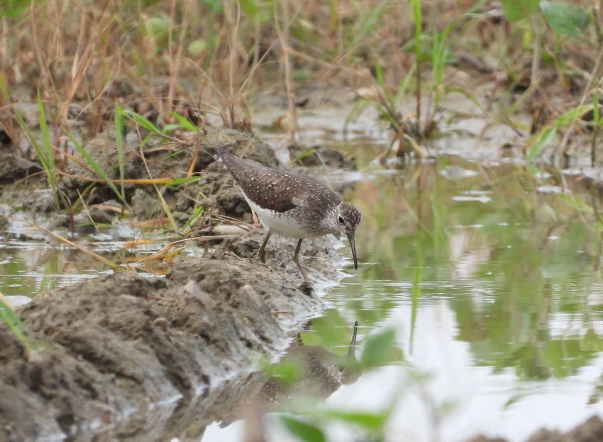 Solitary Sandpiper - ML638901793