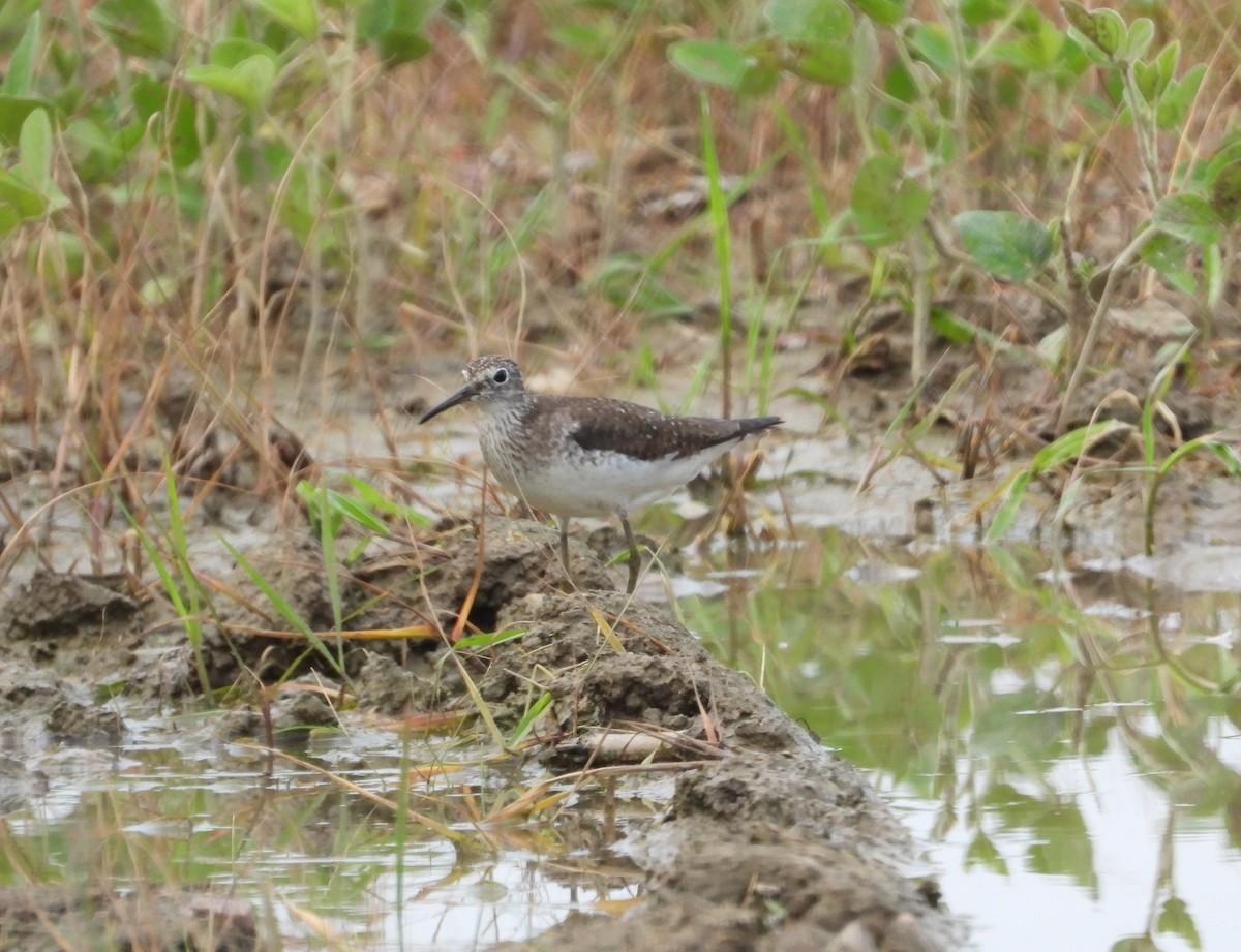 Solitary Sandpiper - ML638901794