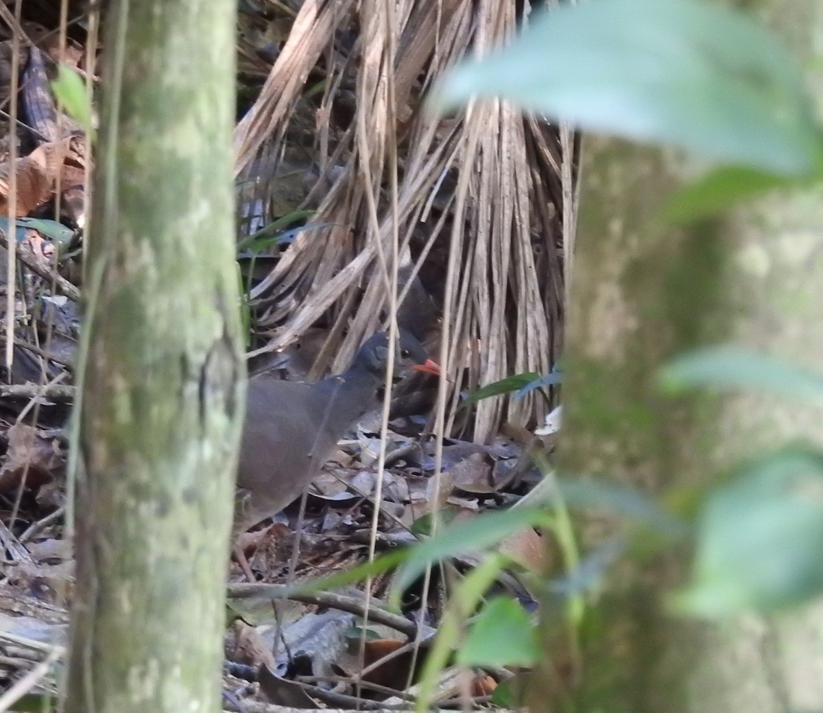 Tataupa Tinamou - ML638901795