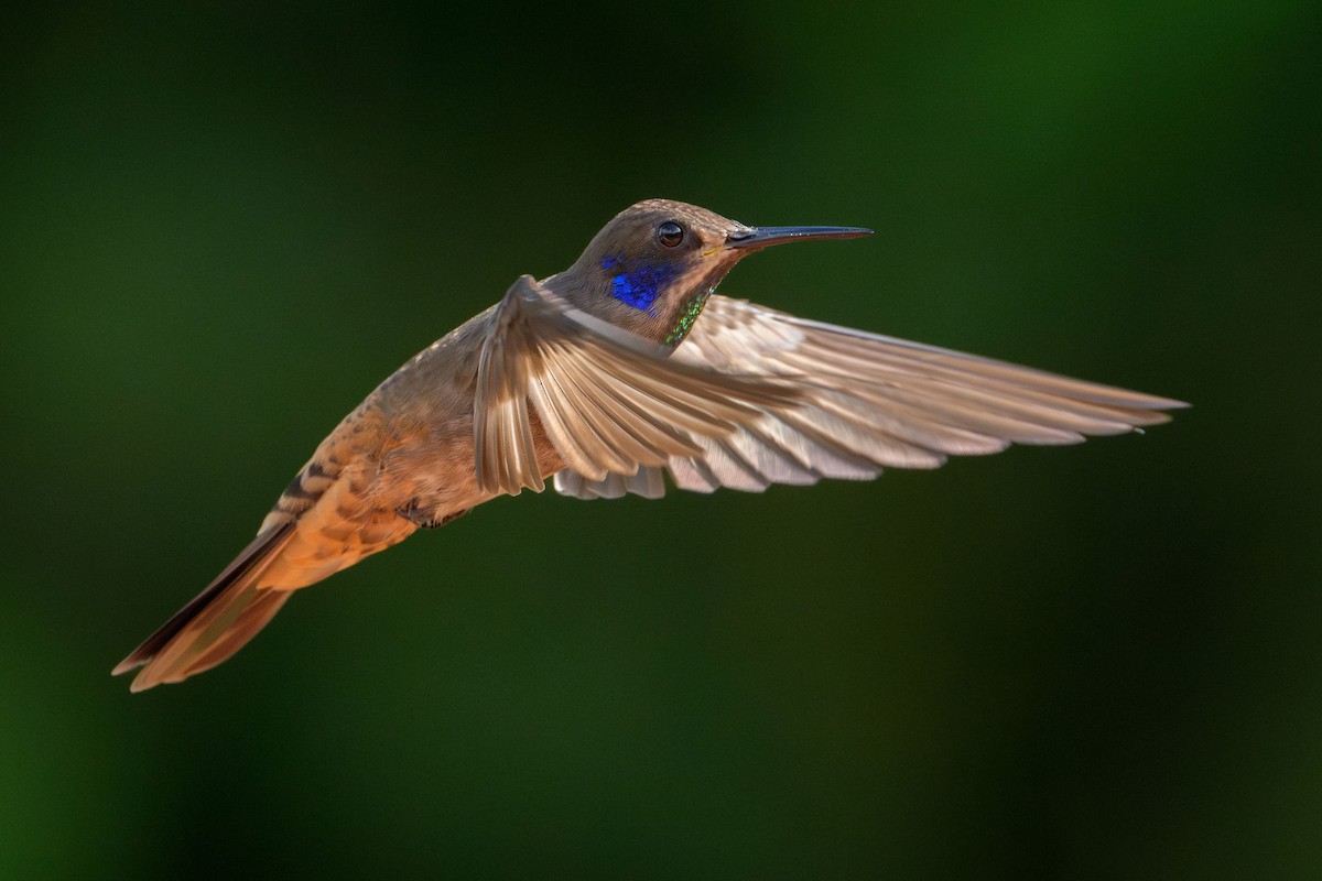 Brown Violetear - ML638901797