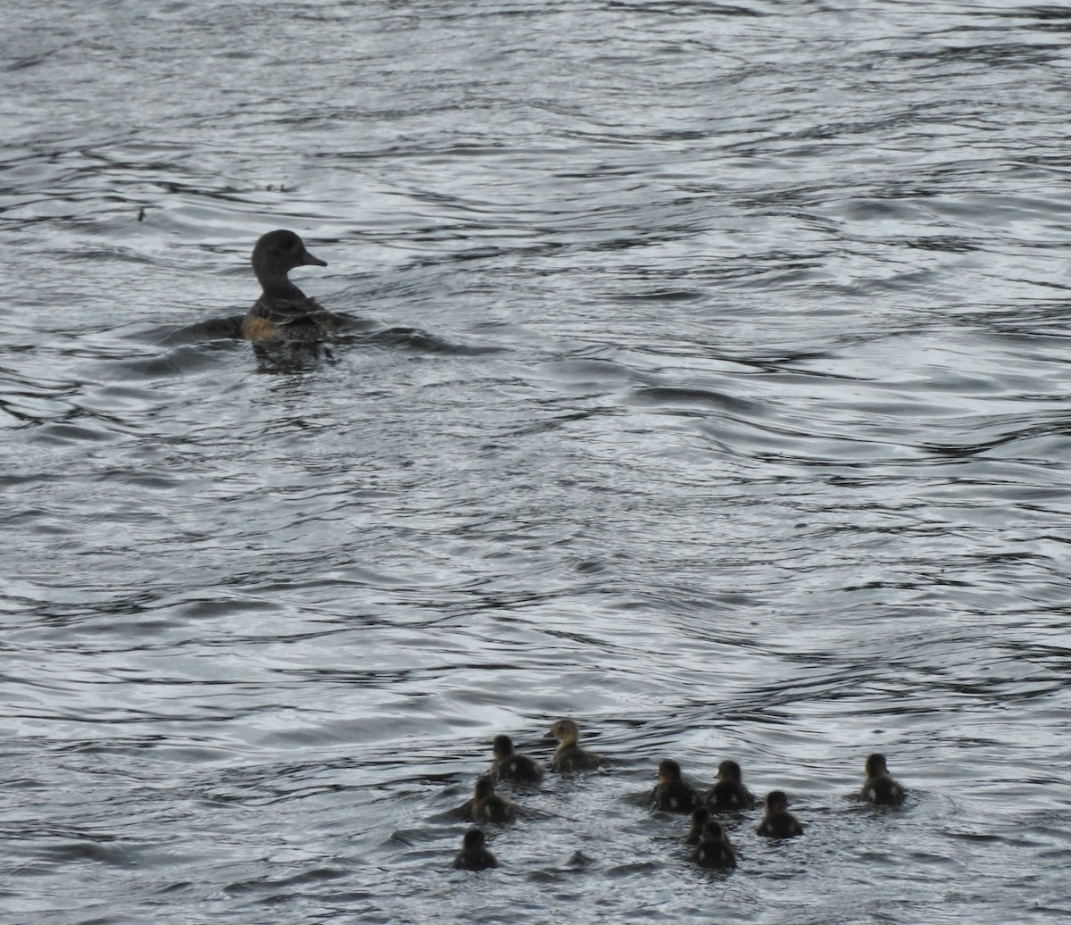 American Wigeon - ML638901829