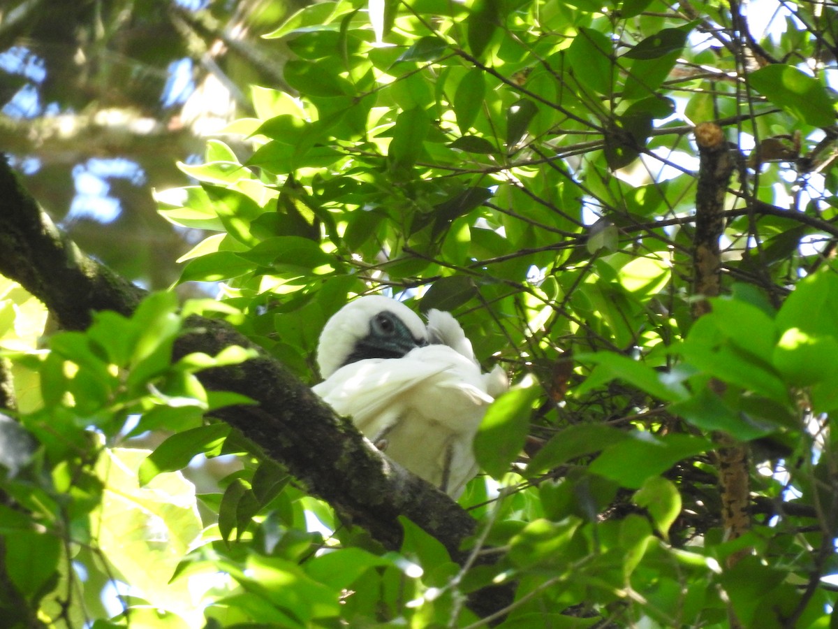 Bare-throated Bellbird - ML638901854