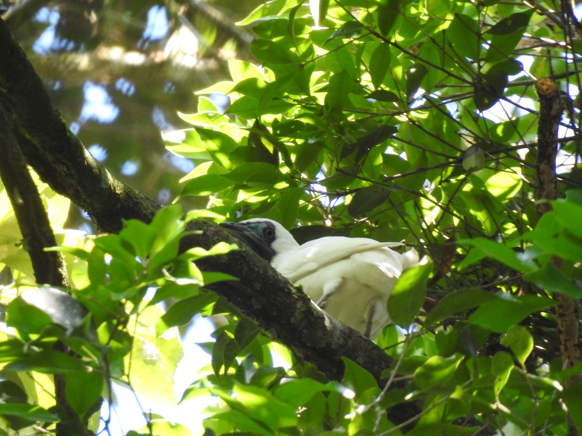 Bare-throated Bellbird - ML638901855