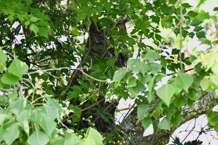 Great Horned Owl - ML638901857