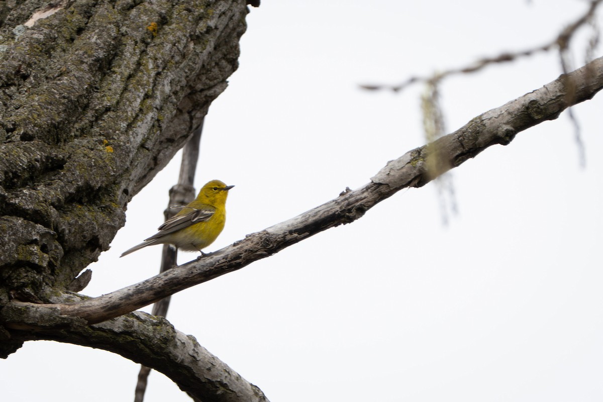 Pine Warbler - ML638901896