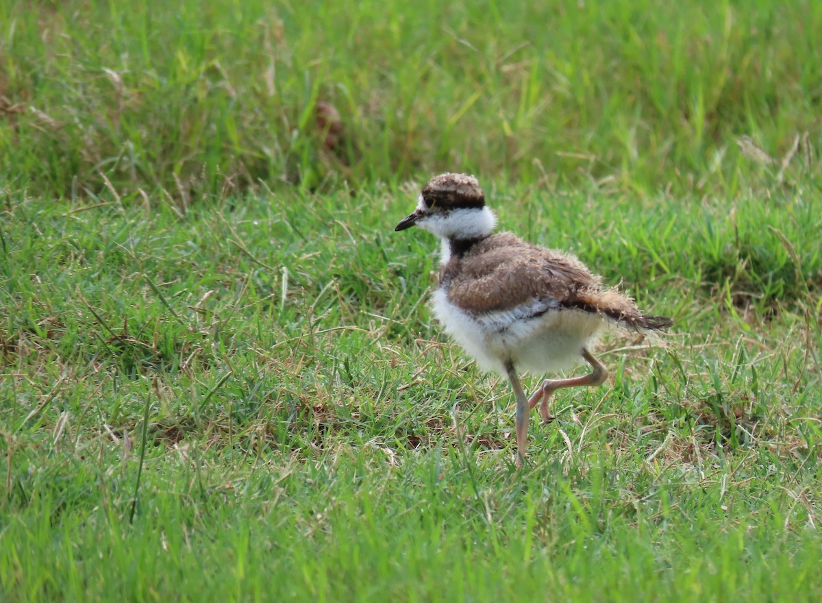 Killdeer - ML638901898