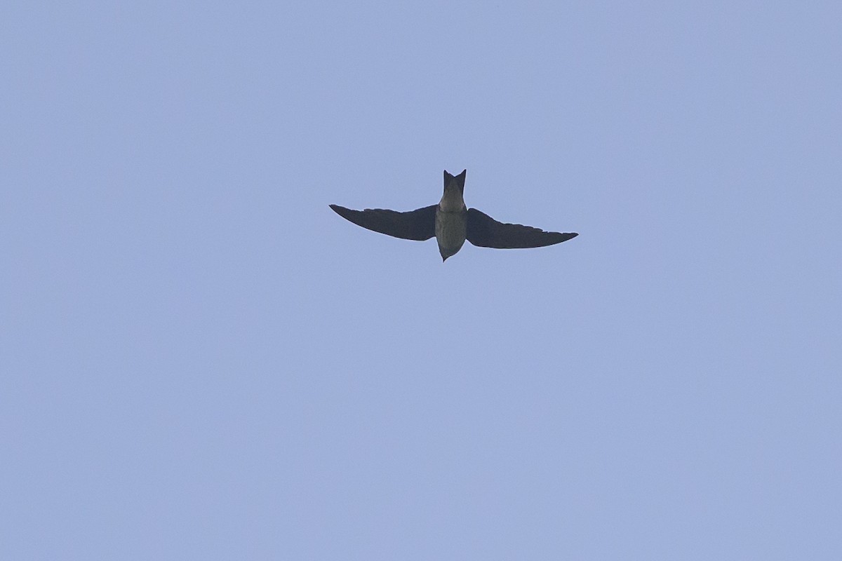 Purple Martin - ML638901912