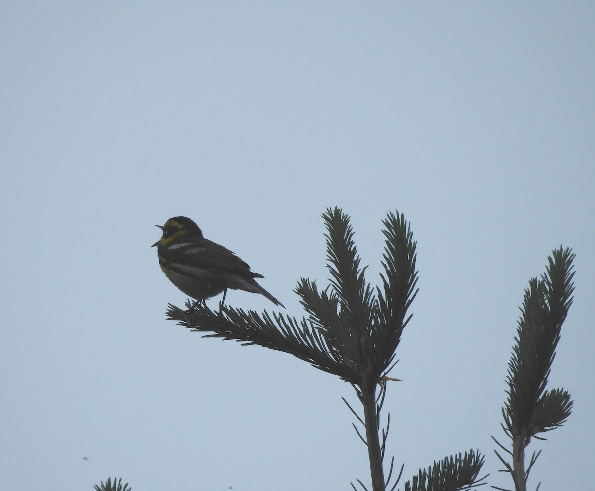 Townsend's Warbler - ML638901914