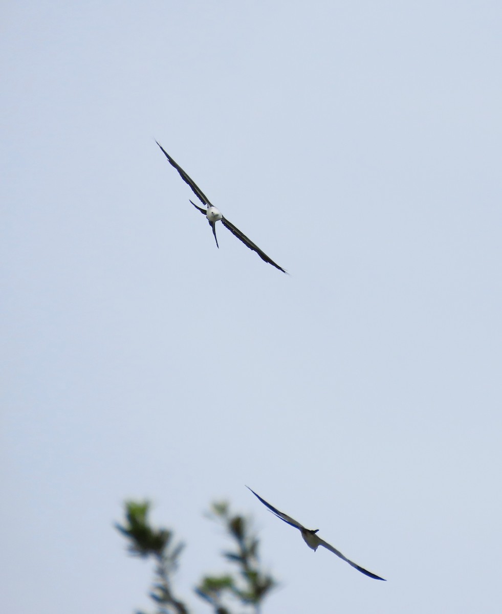 Swallow-tailed Kite - ML638901921