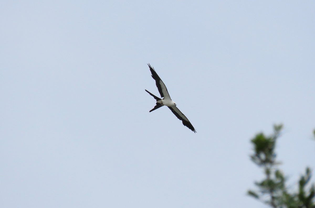 Swallow-tailed Kite - ML638901922