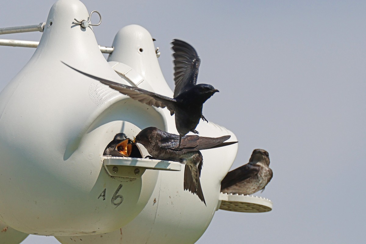Purple Martin - ML638901934