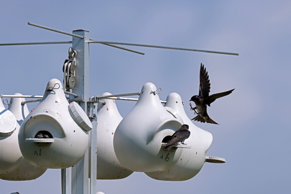 Purple Martin - ML638901937