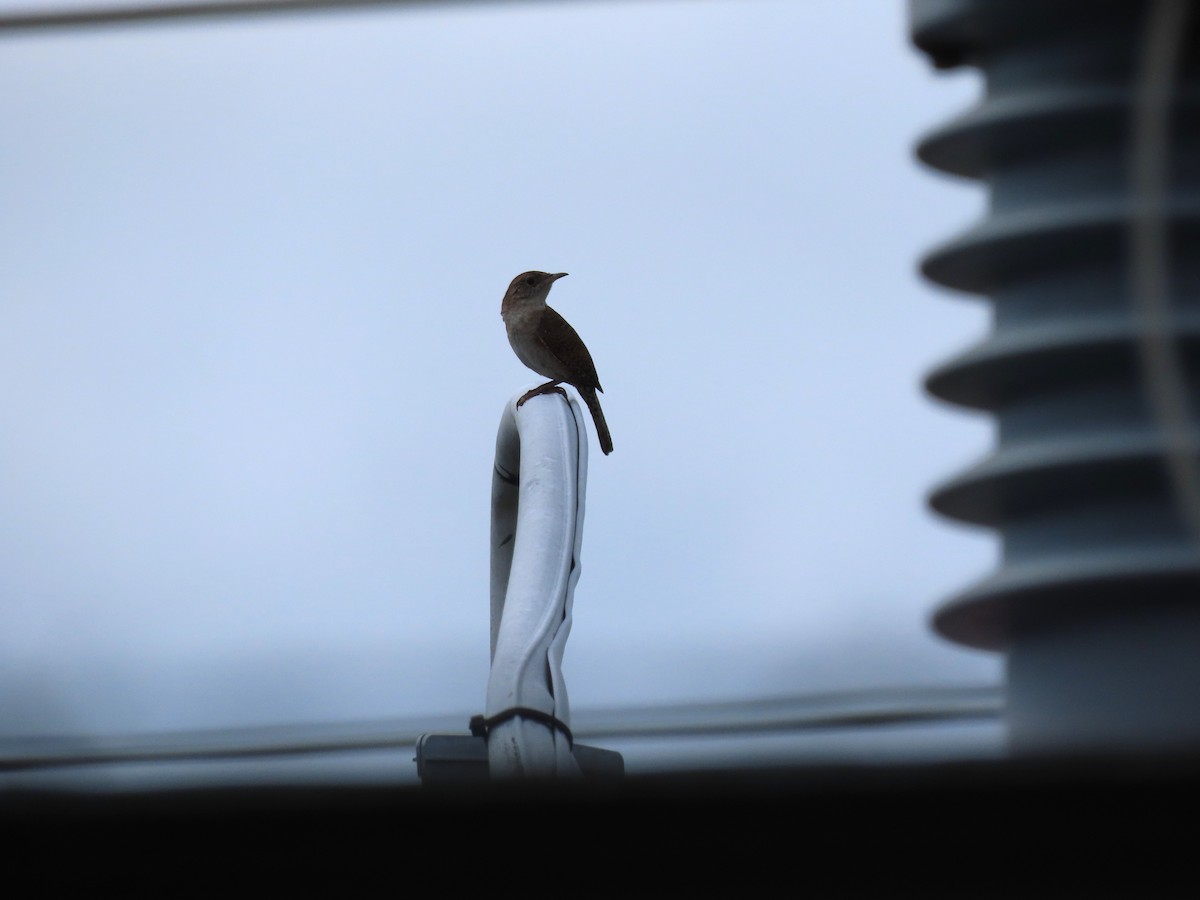 Northern House Wren - ML638901960