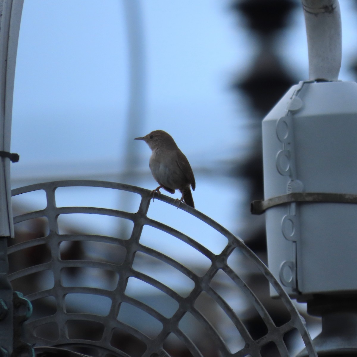 Northern House Wren - ML638901963