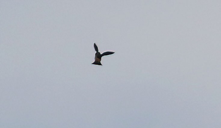 Cliff Swallow - ML638901982