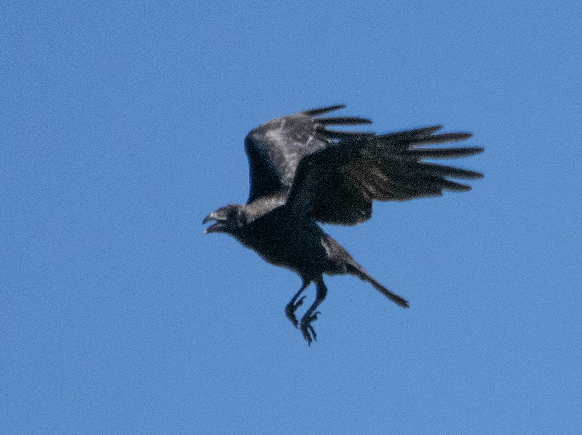 Common Raven - ML638902000