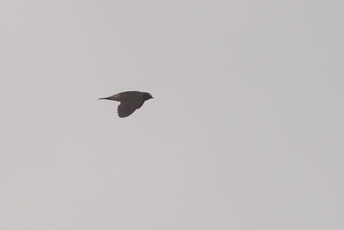 Cliff Swallow - ML638902010