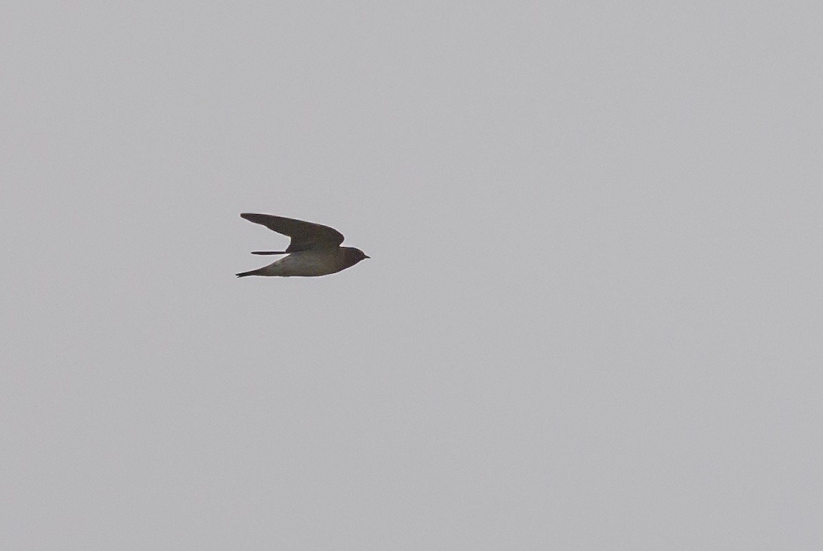 Cliff Swallow - ML638902011