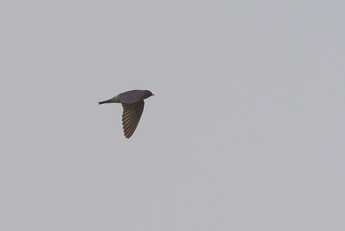 Cliff Swallow - ML638902012