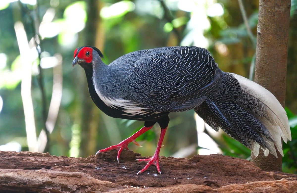 Silver Pheasant - ML638902019