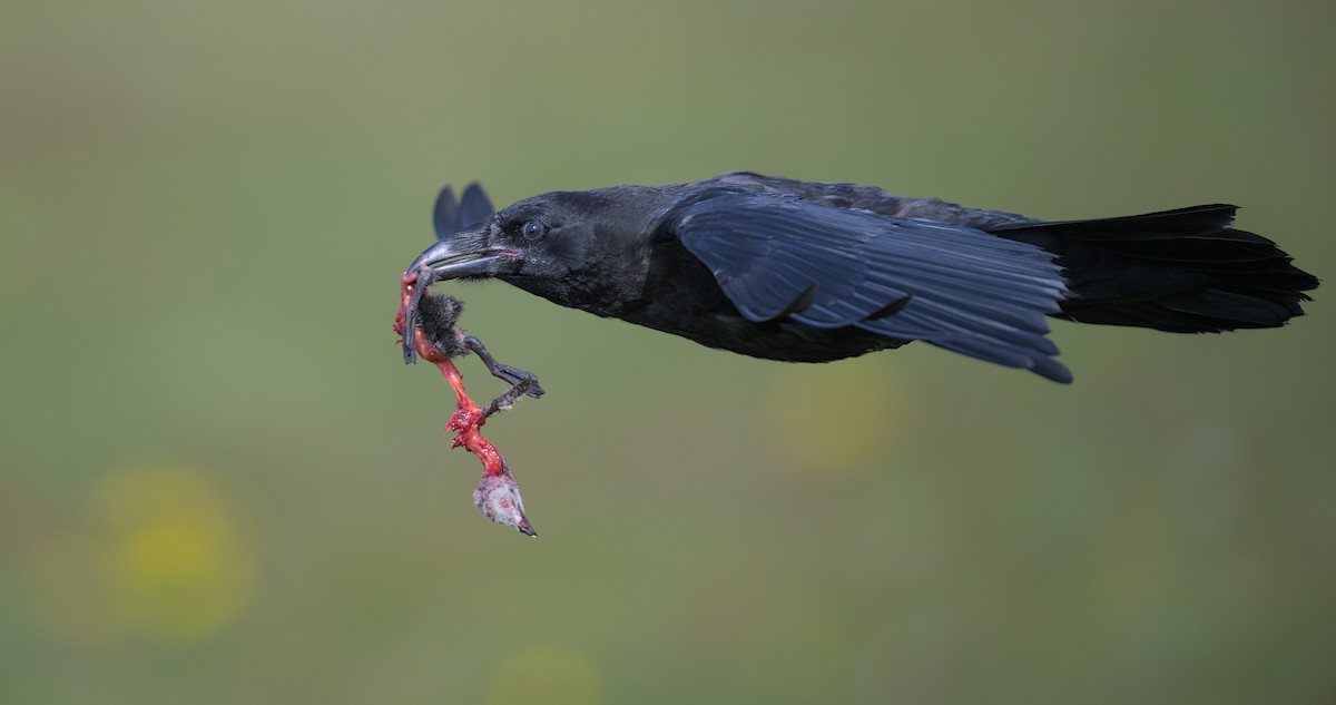 Common Raven - ML638902044
