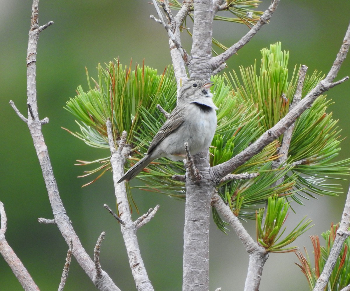 Карнатка лучна (підвид taverneri) - ML638902112