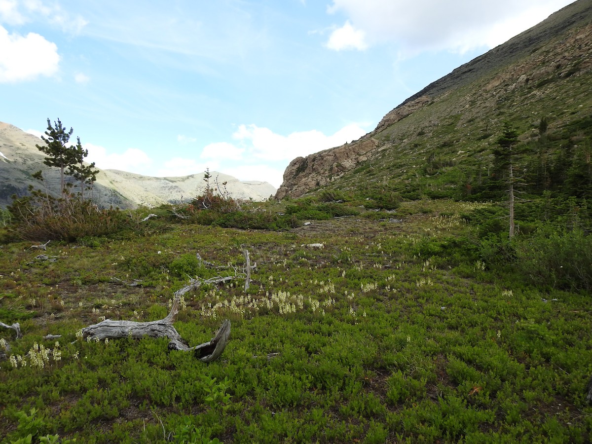 Карнатка лучна (підвид taverneri) - ML638902114