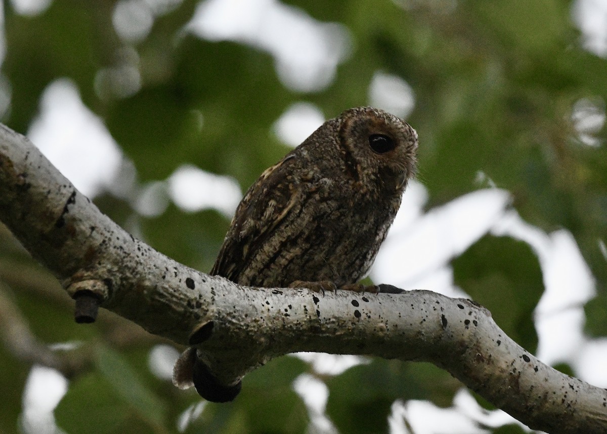 Flammulated Owl - ML638902140