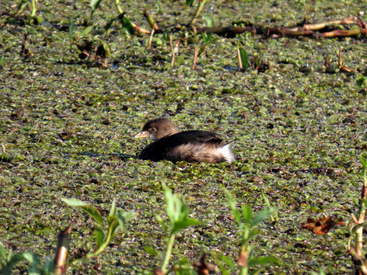 Pied-billed Grebe - ML638902141
