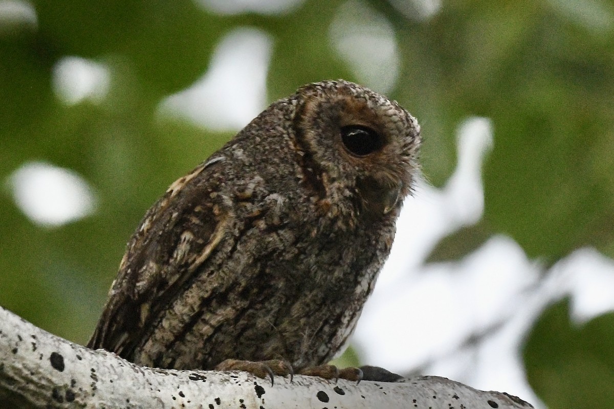 Flammulated Owl - ML638902146