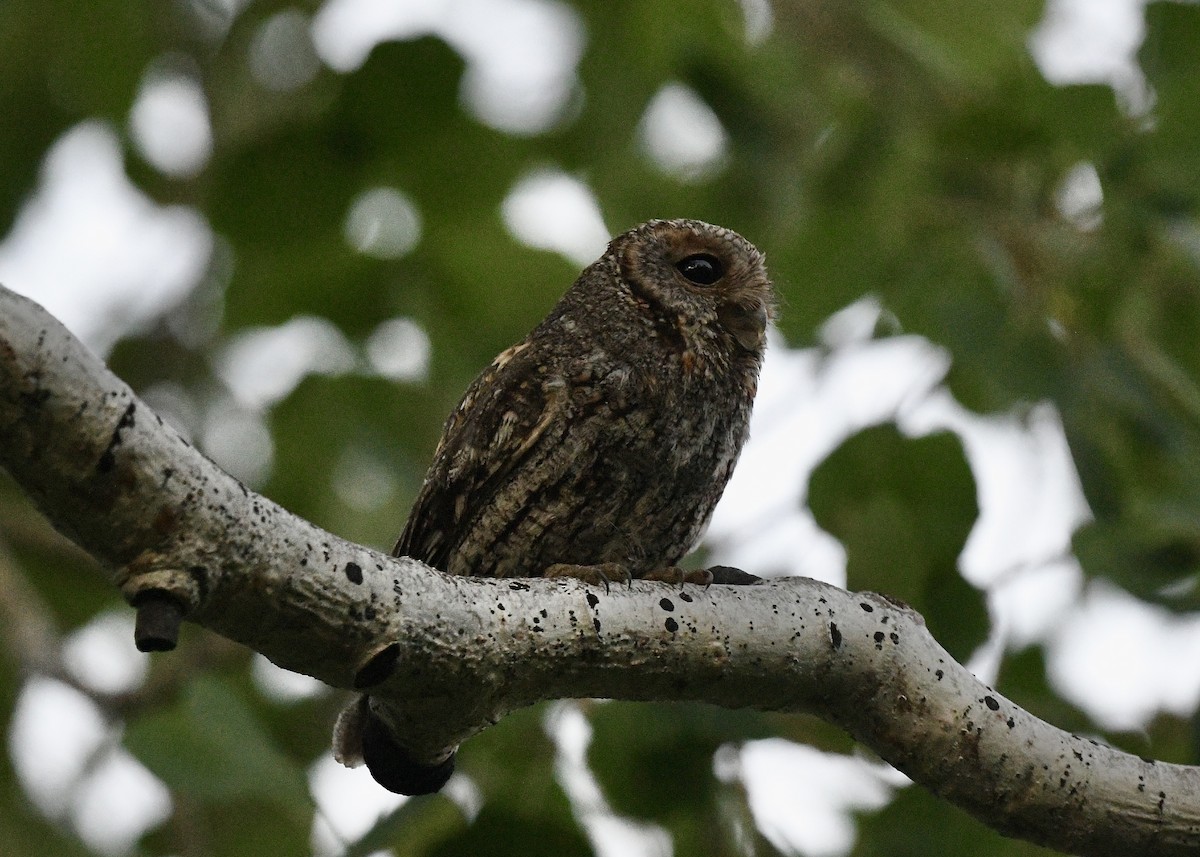 Flammulated Owl - ML638902160