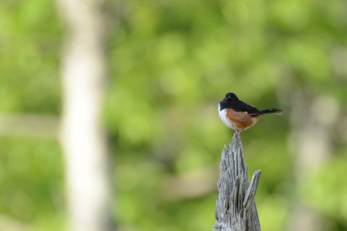 Eastern Towhee (Red-eyed) - ML638902169