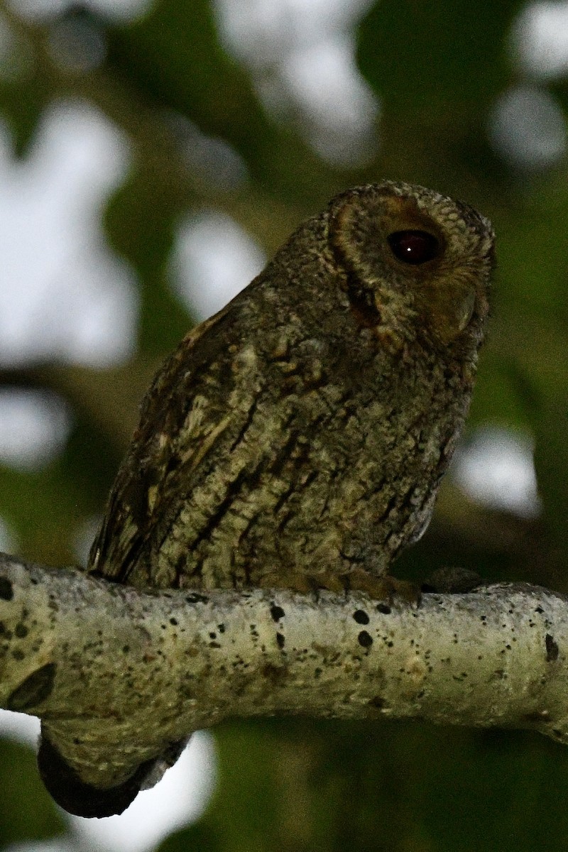 Flammulated Owl - ML638902174