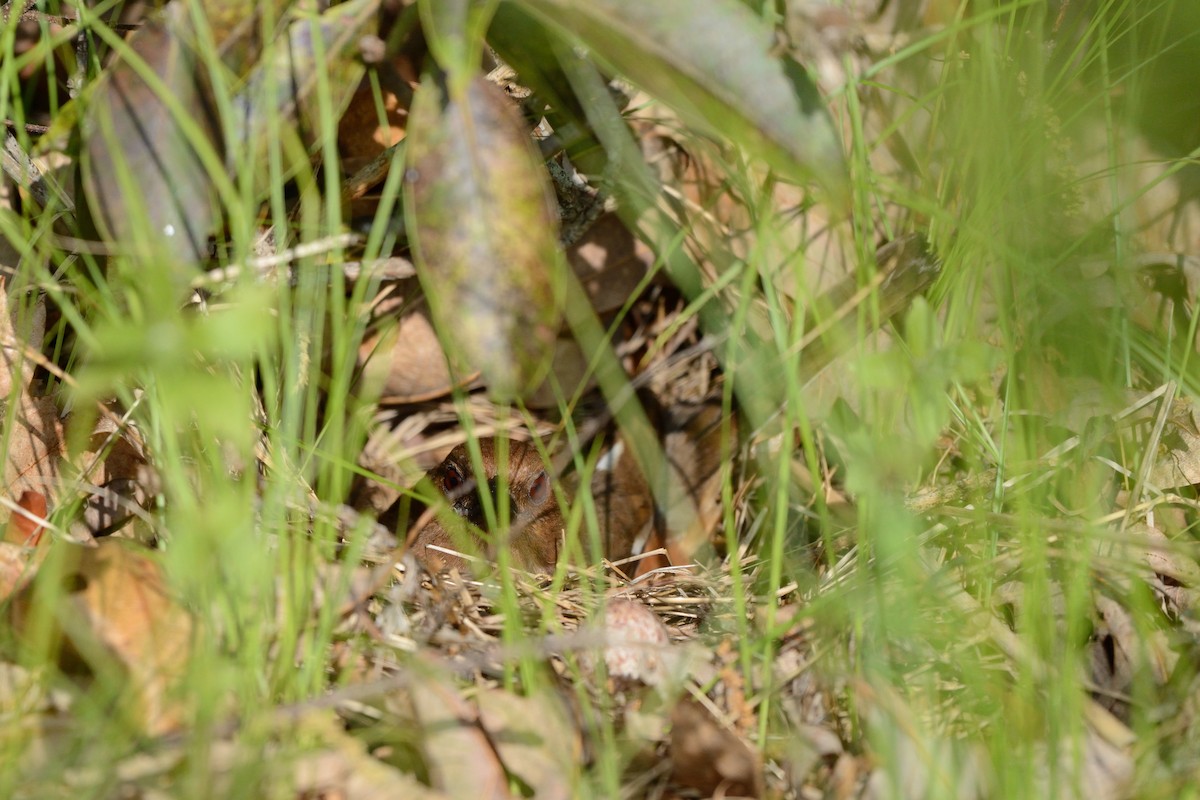 Eastern Towhee (Red-eyed) - ML638902178